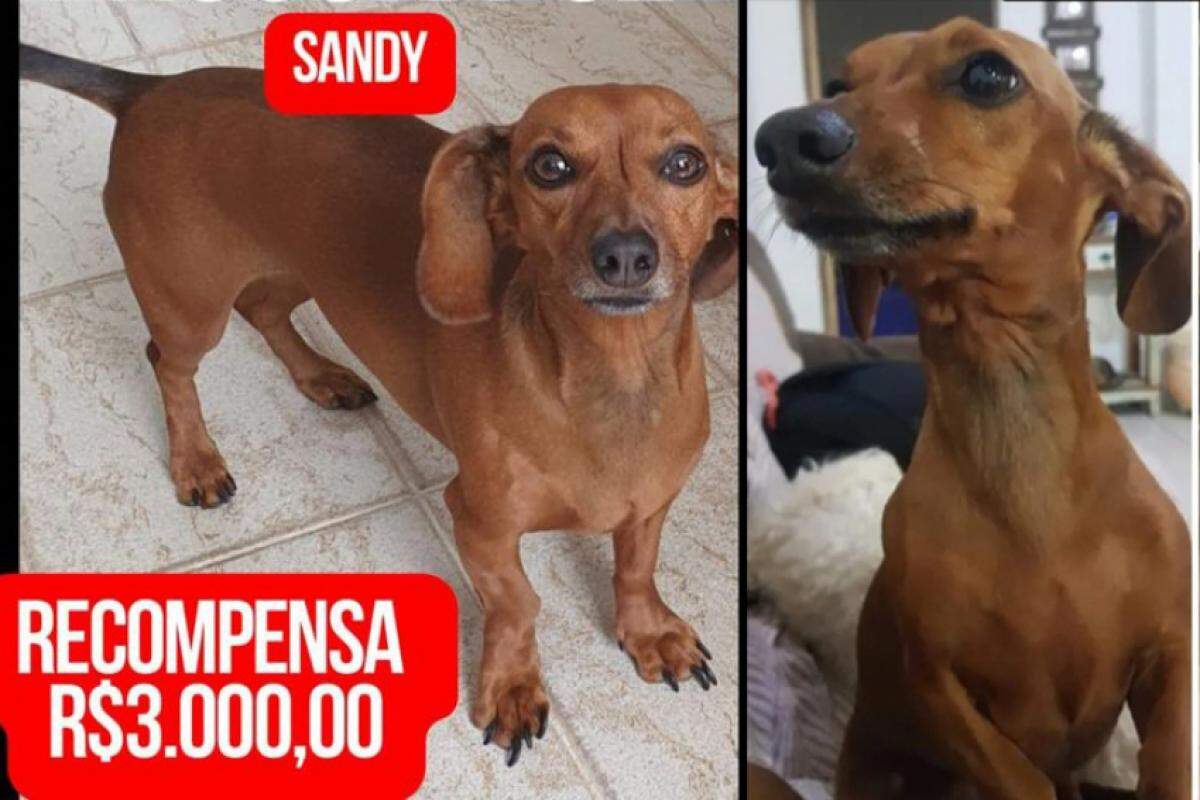 Fotos da cachorrinha divulgadas nas redes sociais