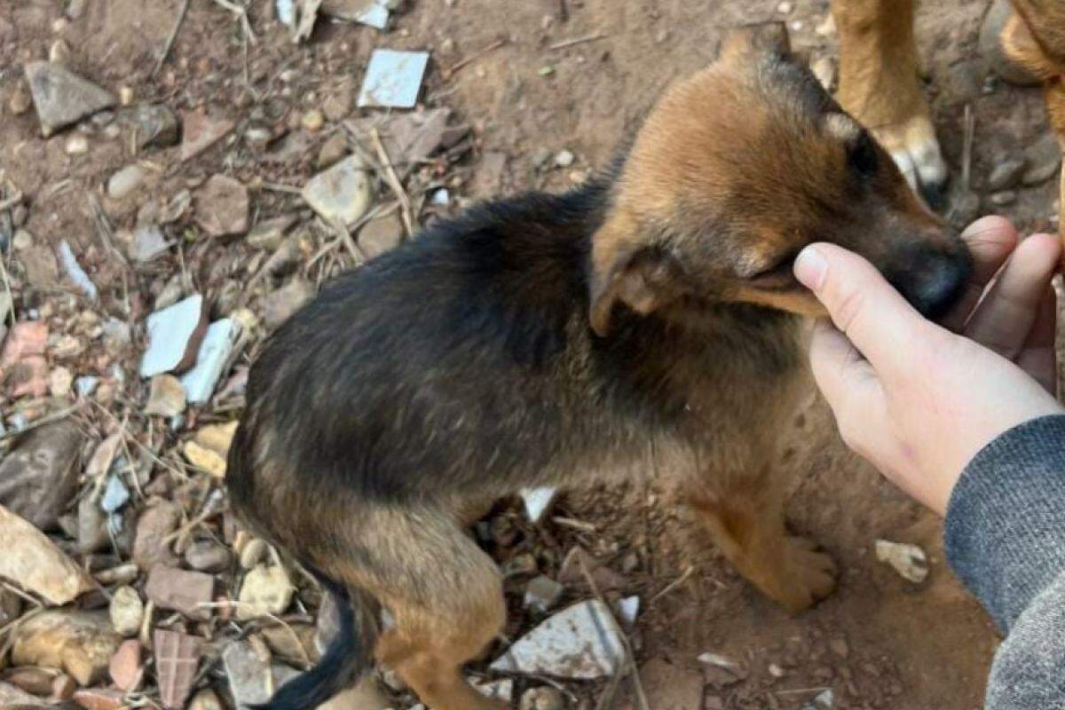 Cão foi encaminhado à hospital parceiro da Prefeitura de Botucatu para fazer a cirurgia