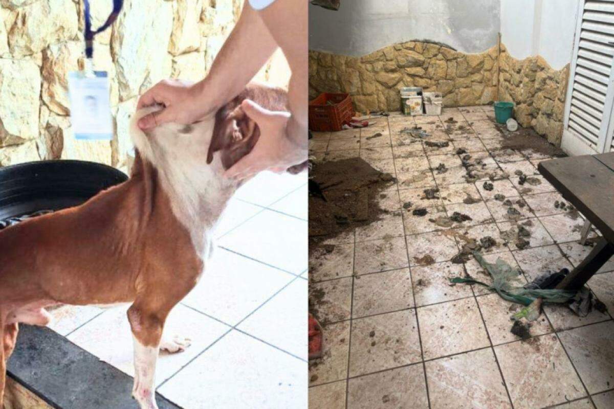 O cachorro foi encontrado em uma casa no Residencial Santo Antônio 