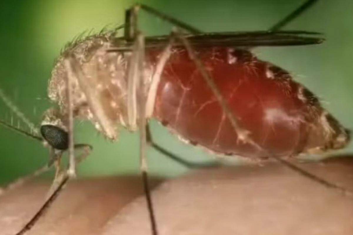 Febre Oropouche é causada pelo mosquito maruim