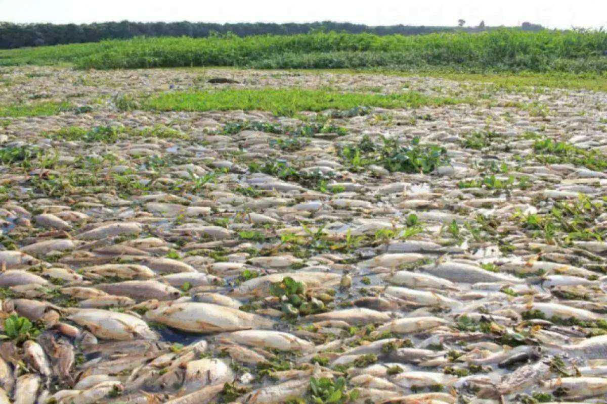 No dia 15/07, material tóxico chegou ao Tanquã, causando a mortandade de mais peixes