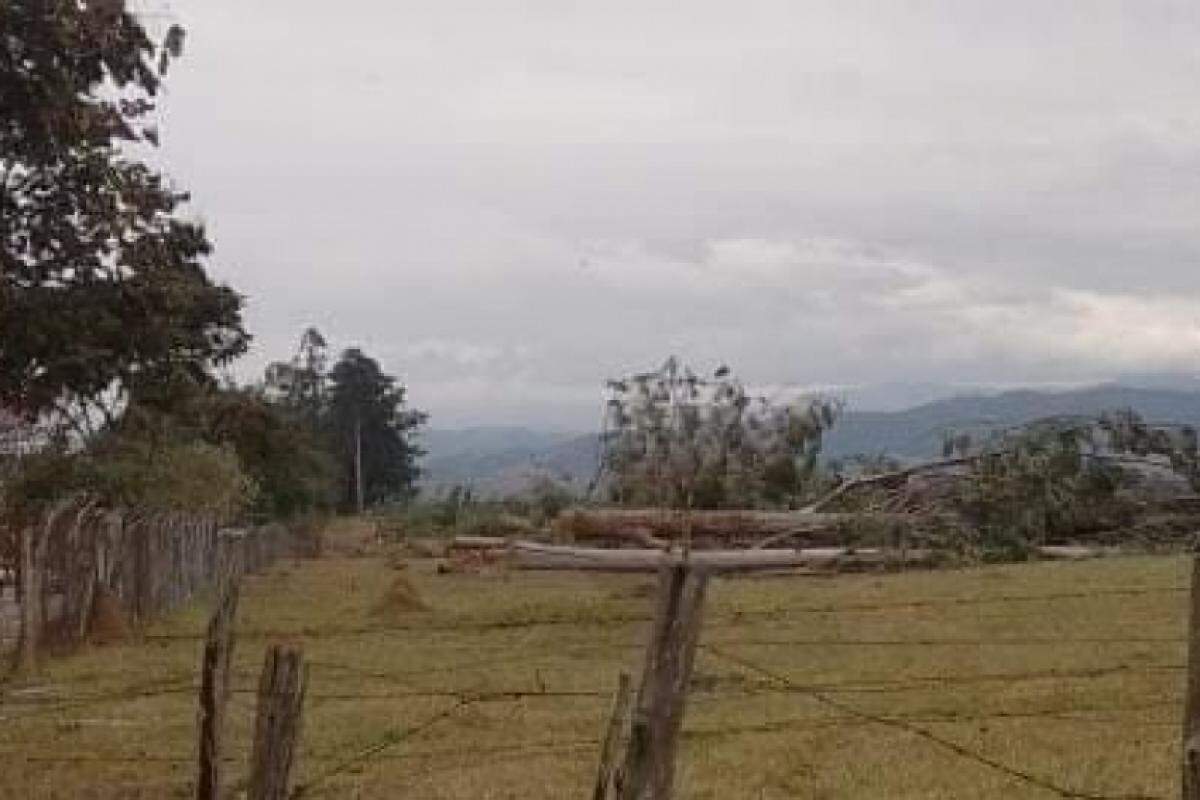 Árvores são removidas na zona leste 