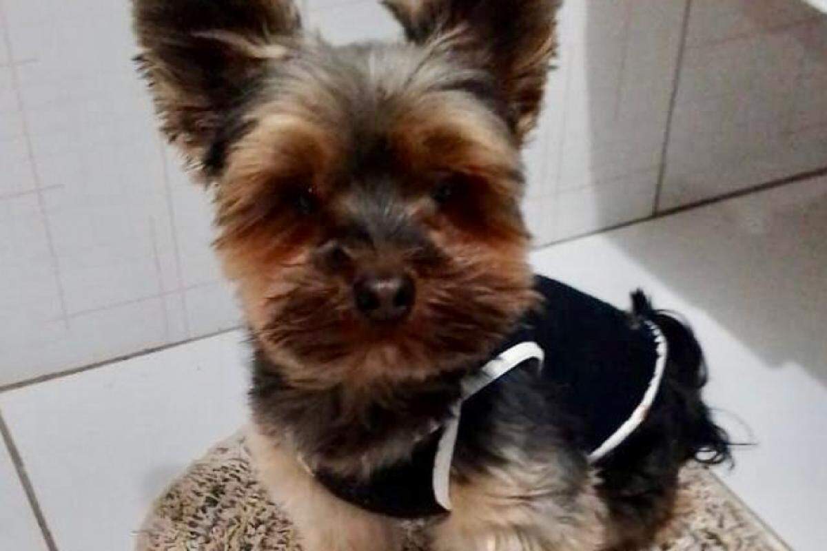 Cãozinho da raça yorkshire, que atende pelo nome Michael