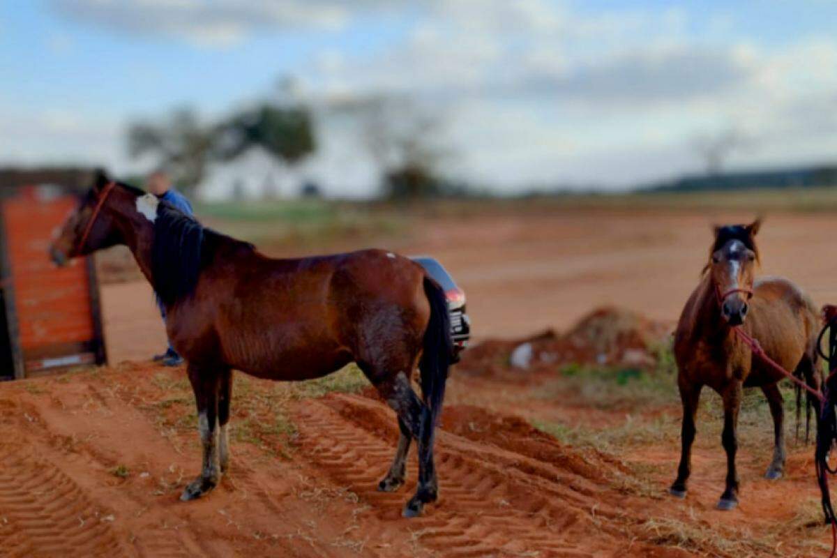 Furto ocorreu em Botucatu, mas os animais foram localizados em uma estrada rural de Itatinga