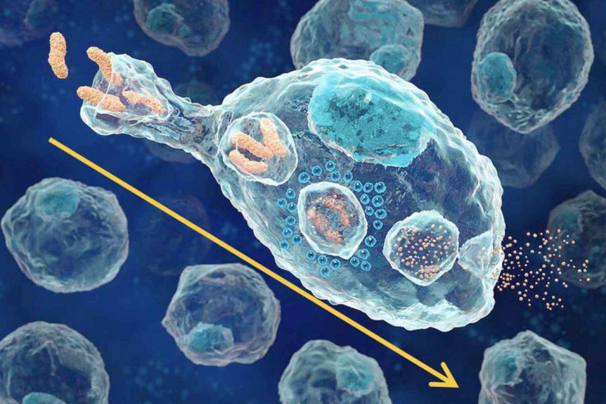 Macrófago processando bactérias por fagocitose: se houver proteínas estranhas vai apresentá-las para os linfócitos!