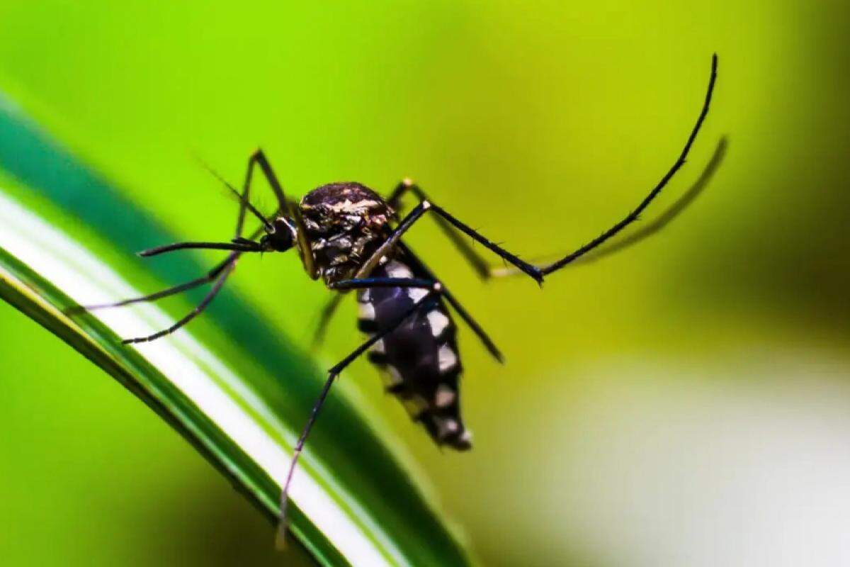 A ação tem como objetivo intensificar os esforços de prevenção e controle do mosquito Aedes aegypti