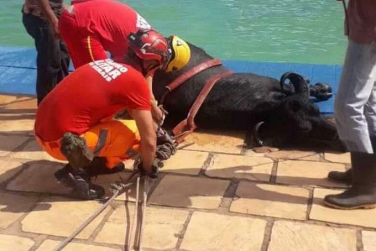 Aminal foi resgatado por bombeirios e passa bem