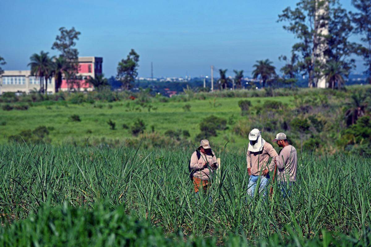 Técnicos avaliam área da Fazenda Argentina na Unicamp