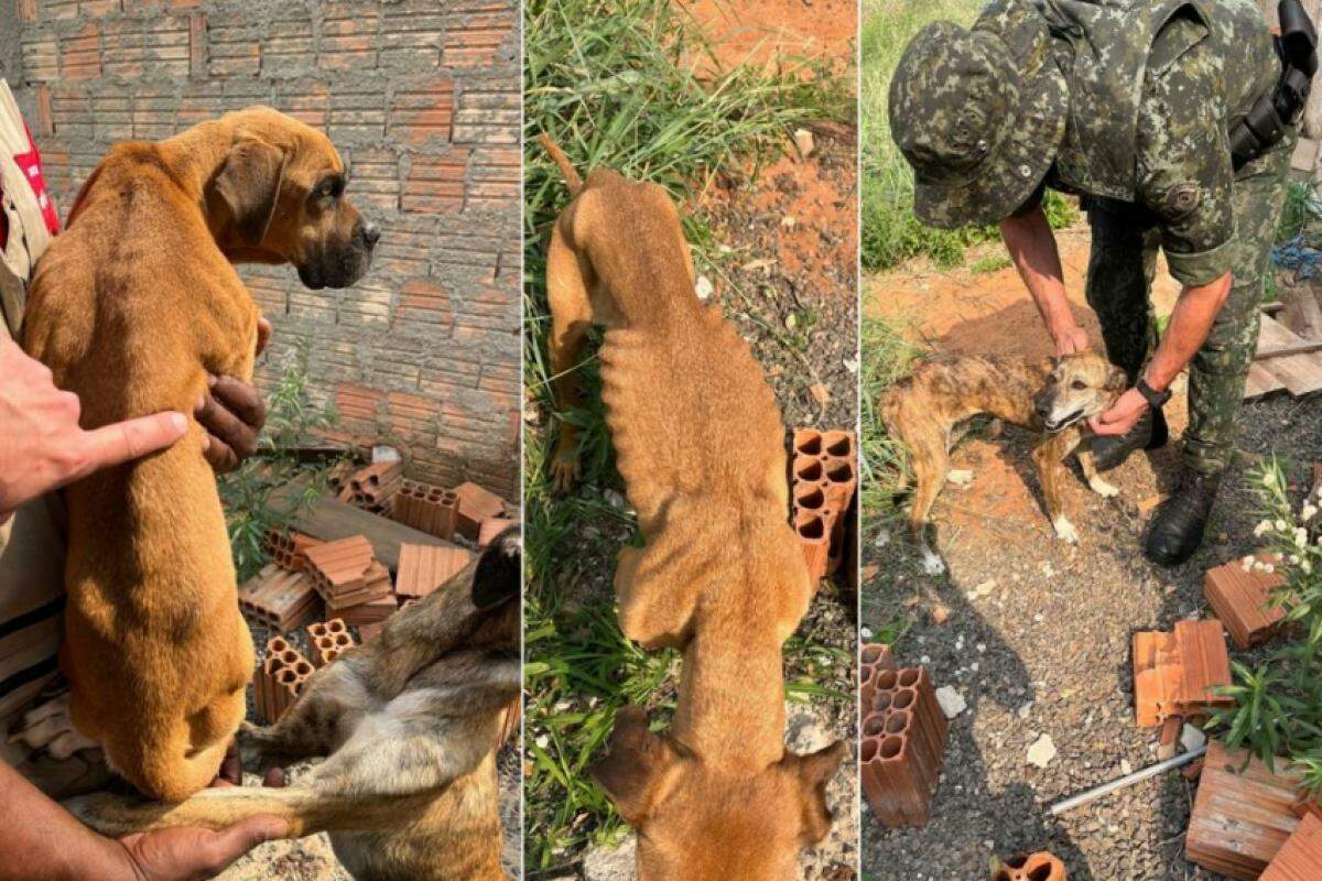 Os dois cães estavam visivelmente desnutridos, avaliaram a PM e CCZ