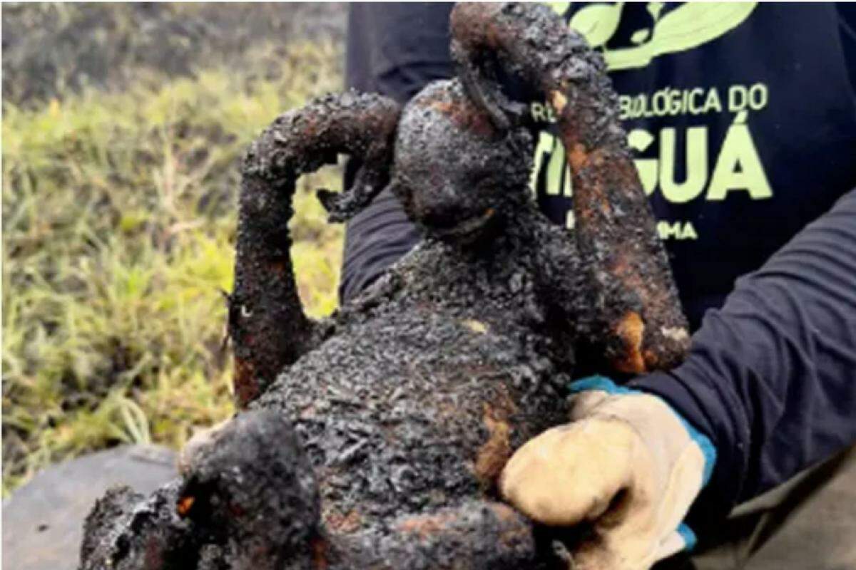 Foto do animal queimado viralizou e mostra a devastação de fauna e flora