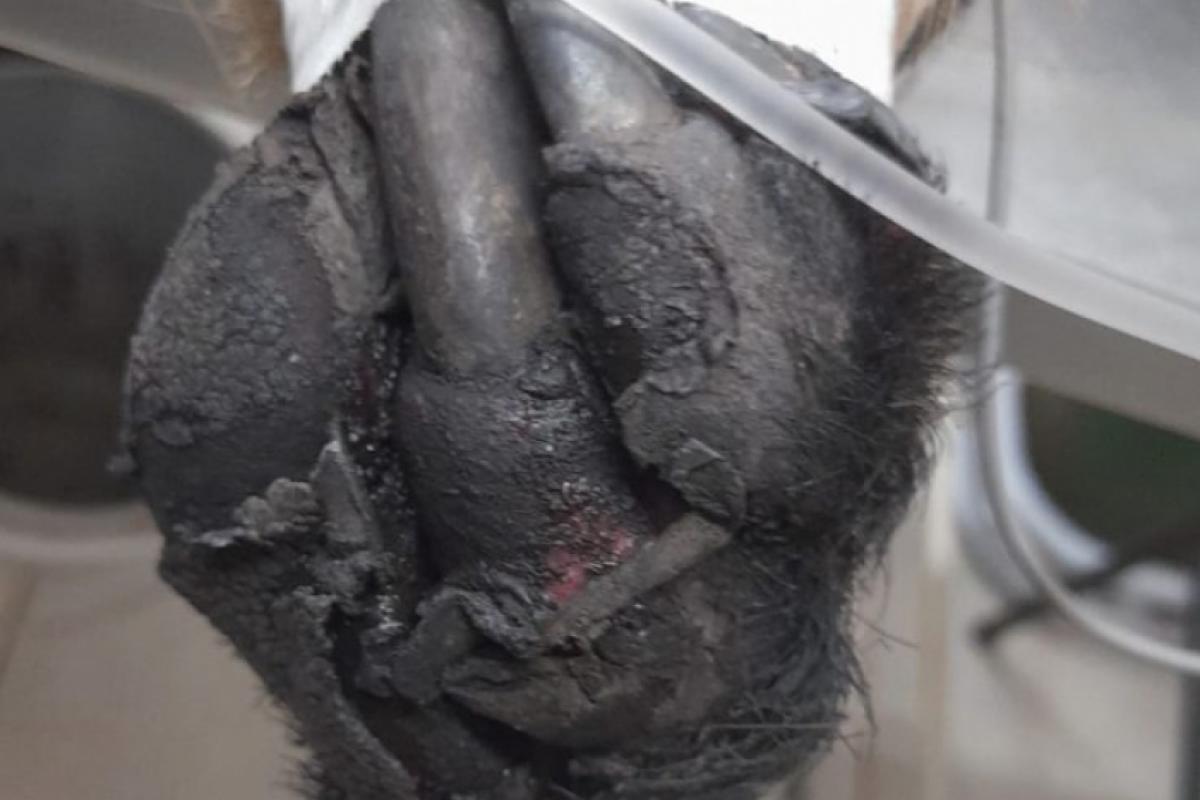 Animais silvestres vítimas das queimadas no estado são atendidos por uma rede de centros de reabilitação; tamanduá-bandeira foi resgatada com queimaduras