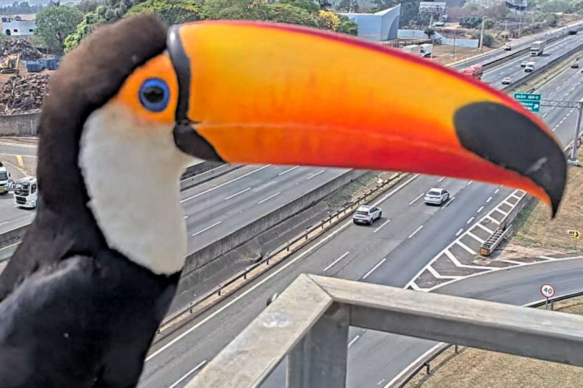 Um tucano-toco, também conhecido como tucano-boi ou tucanaçu, pousou em frente ao equipamento