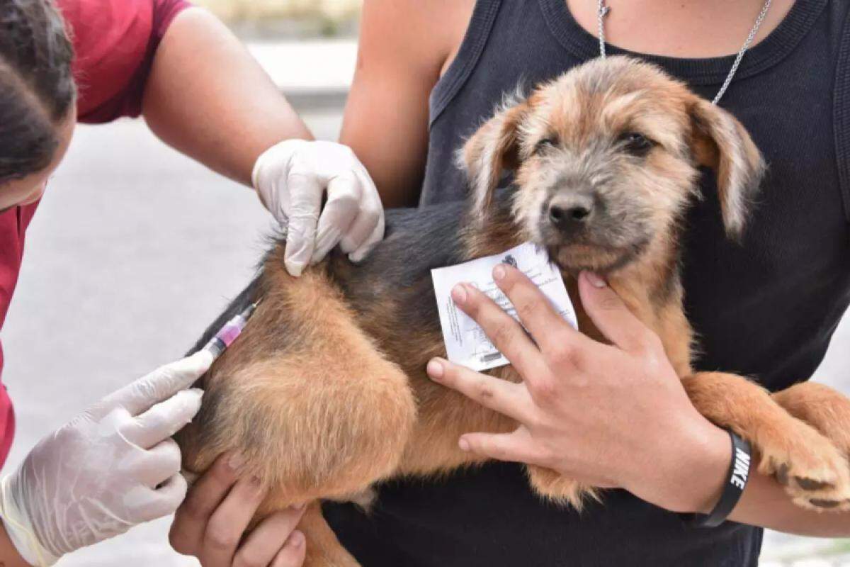 A vacinação tem como objetivo proteger cães e gatos da doença