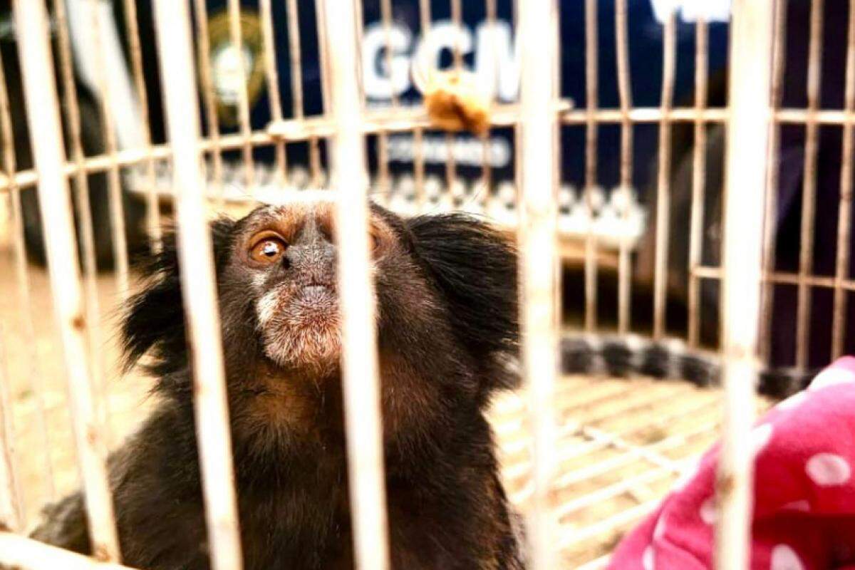 O animal foi socorrido para a Associação Mata Ciliar