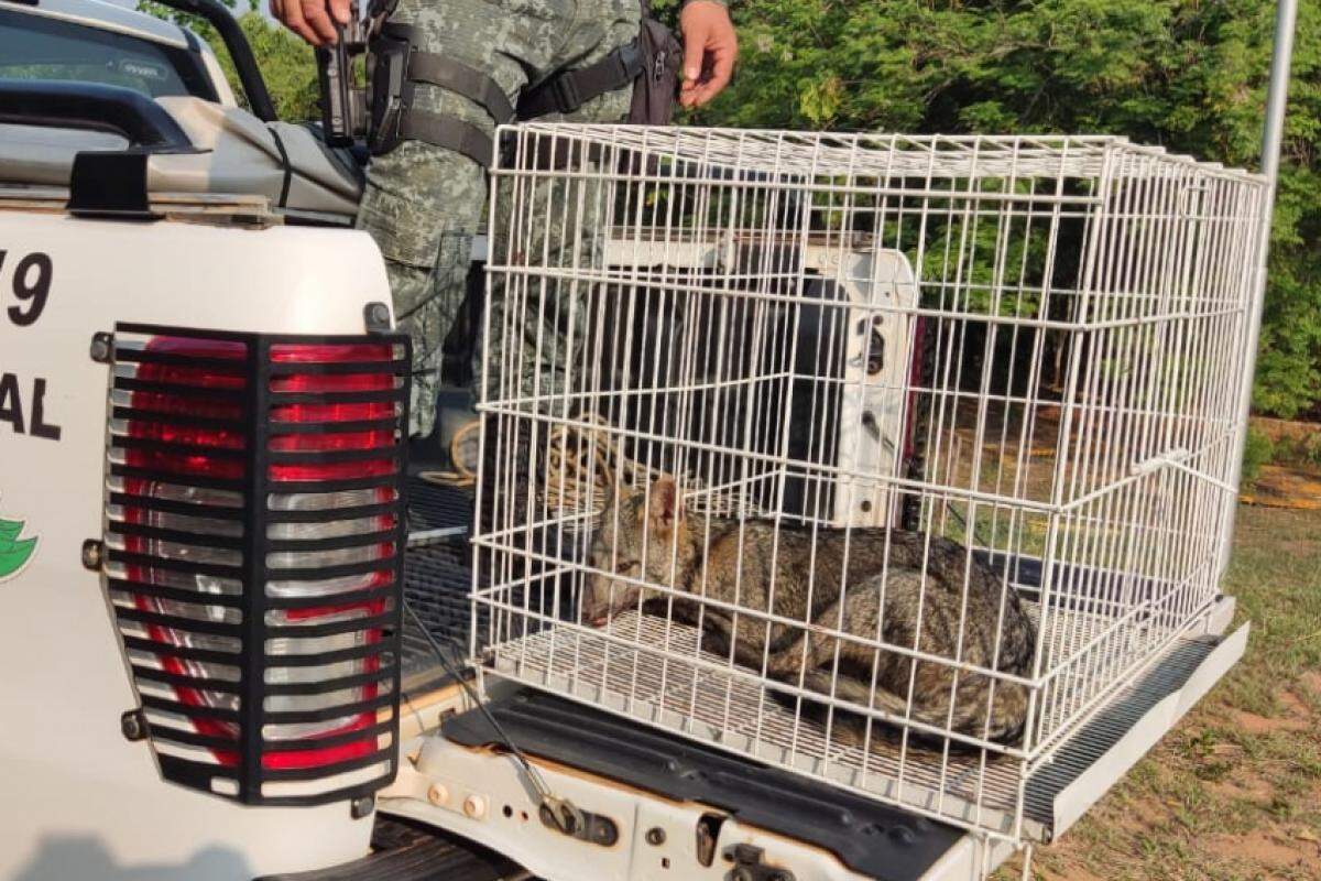 Animais resgatados feridos pelo fogo nas rodovias da região, receberão transporte adequado e seguem vivos em observação