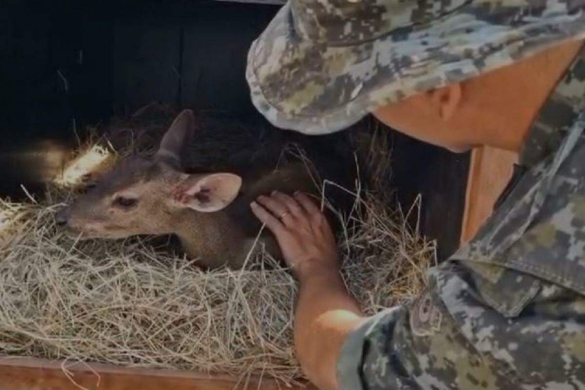 Policiais ambientais levaram o veado até o Centro de Medicina e Pesquisa em Animais Selvagens (Cempas) da Unesp de Botucatu para cirurgia