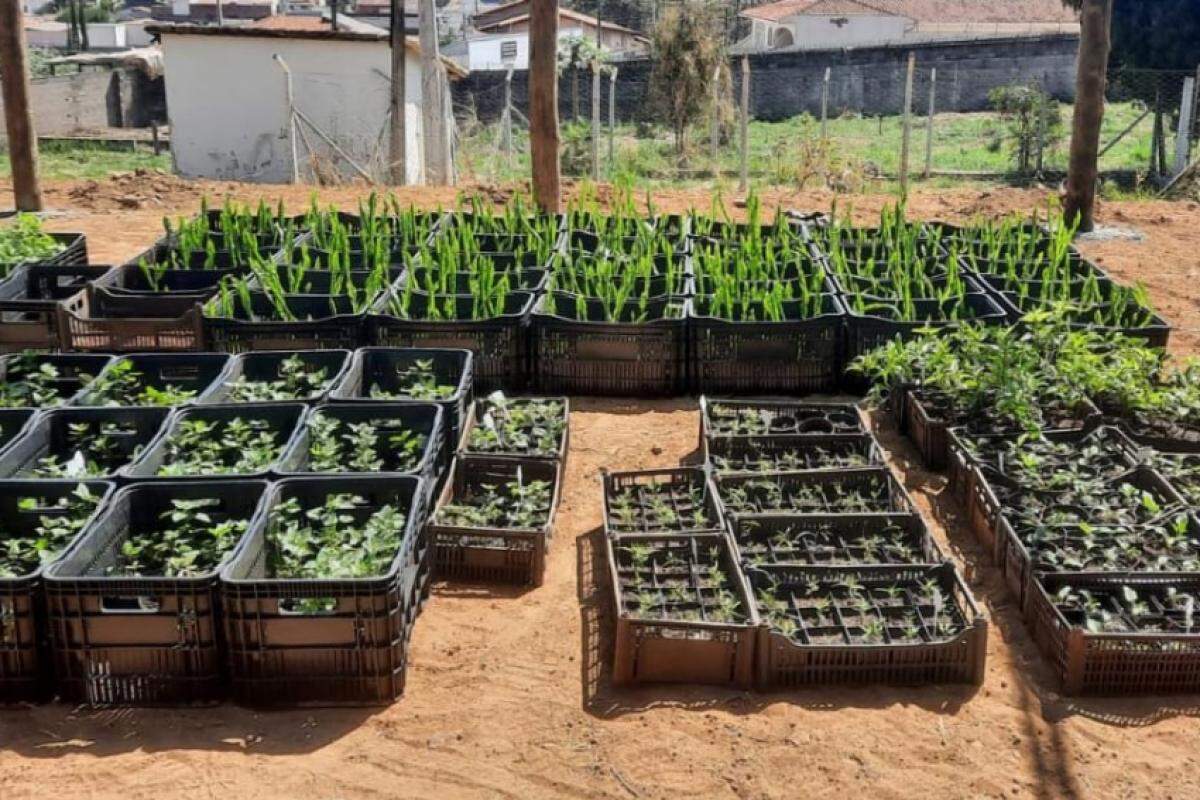 Evento contará com palestras e aborda técnicas de preparação, cultivo e manejo de plantas como valeriana, melissa, carqueja e justicia