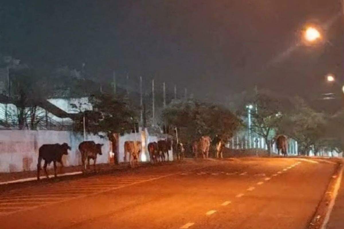 Bois são vistos pela via em bairro da região Leste