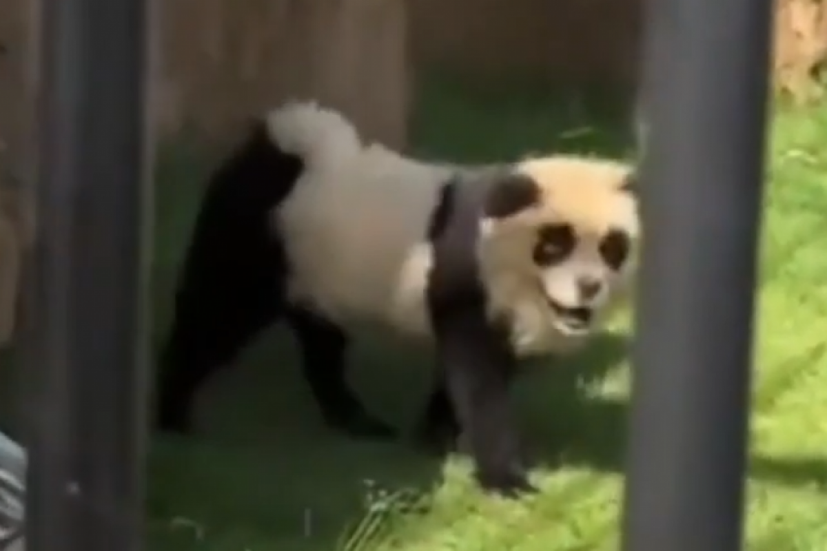 Um panda? Nada disso! Trata-se de um cão da raça Chow Chow: farsa descoberta