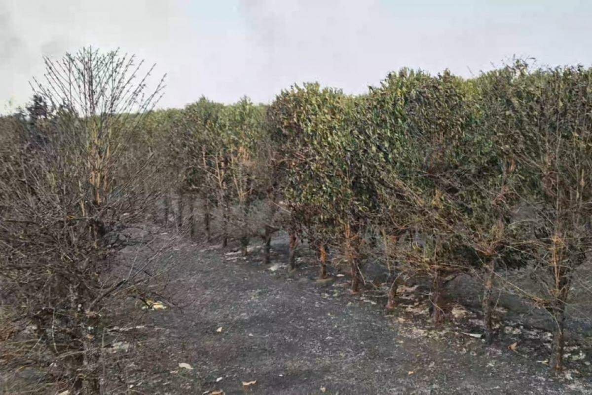 Pés de café destruídos por incêndios não podem mais render frutos, de acordo com o especialista