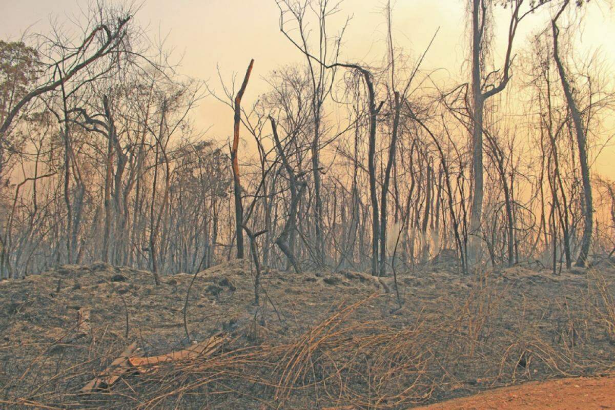 Baixa umidade do ar é um dos fatores que contribuem para o aumento dos focos de incêndio