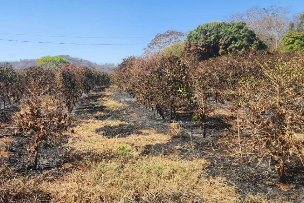 Queimadas em Pedregulho deixaram rastro de destruição durante a reta final desta semana