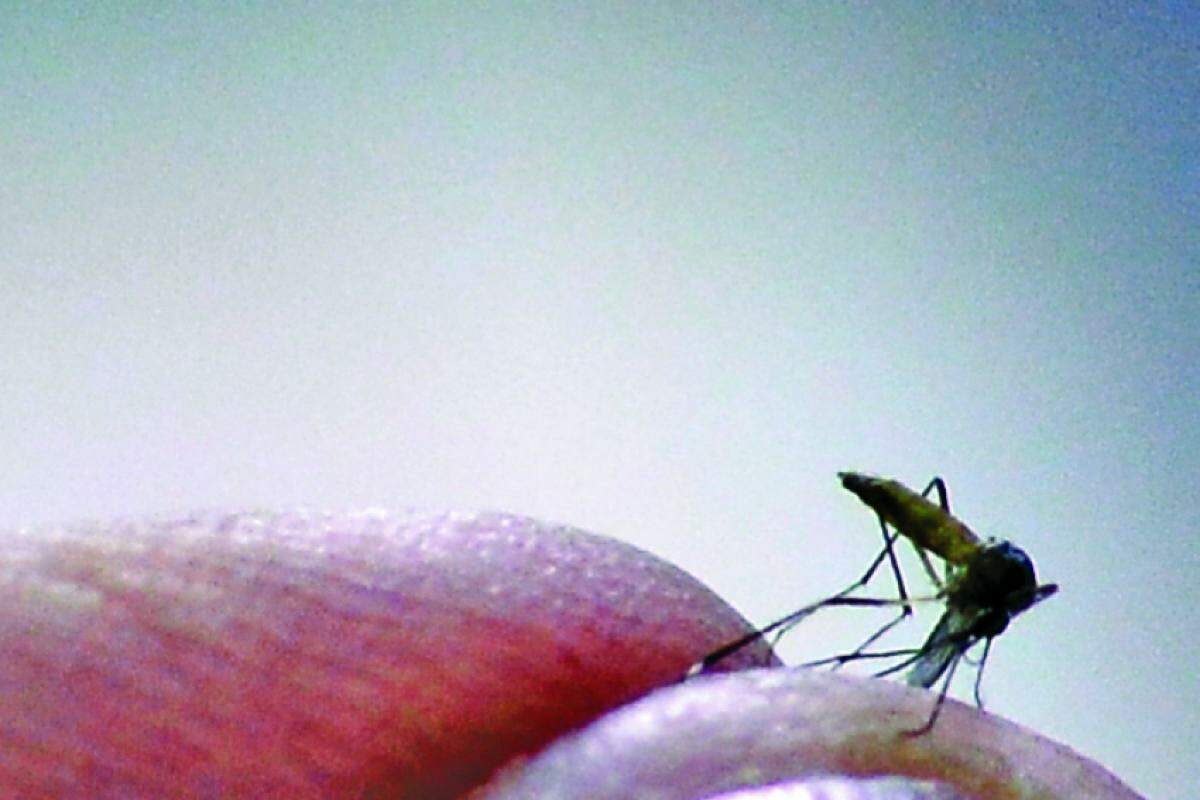 Prefeitura mantém trabalho de combate ao mosquito transmissor da doença