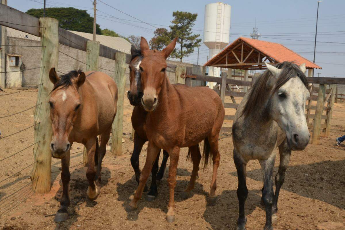 Quatro cavalos foram recolhidos nessa quarta-feira e estão no Canil Municipal de Franca