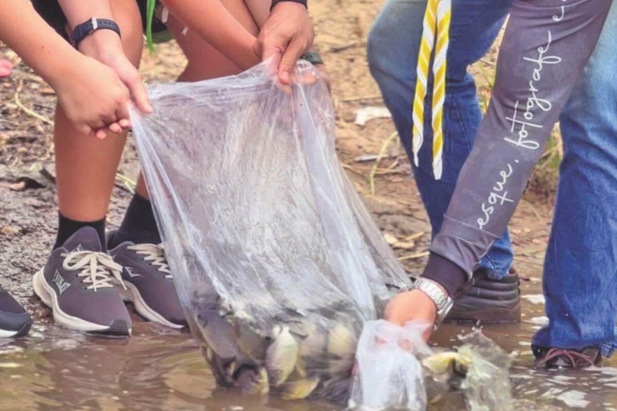 Repovoamento é o primeiro após a mortandade de toneladas de peixes ocorrida no rio de Piracicaba em julho