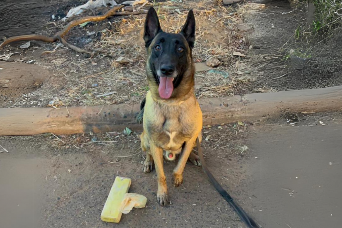 Cão Dexter ajudou na localização das drogas