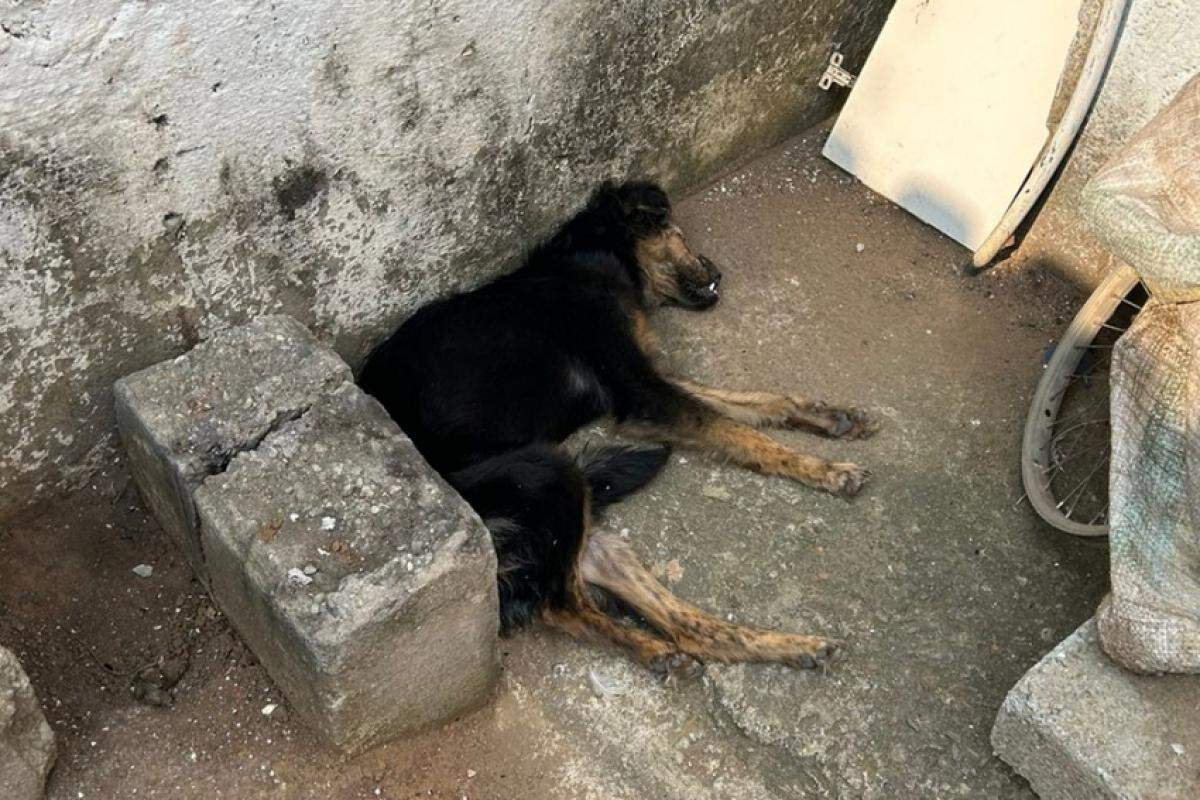 Cachorrinha está em estado grave