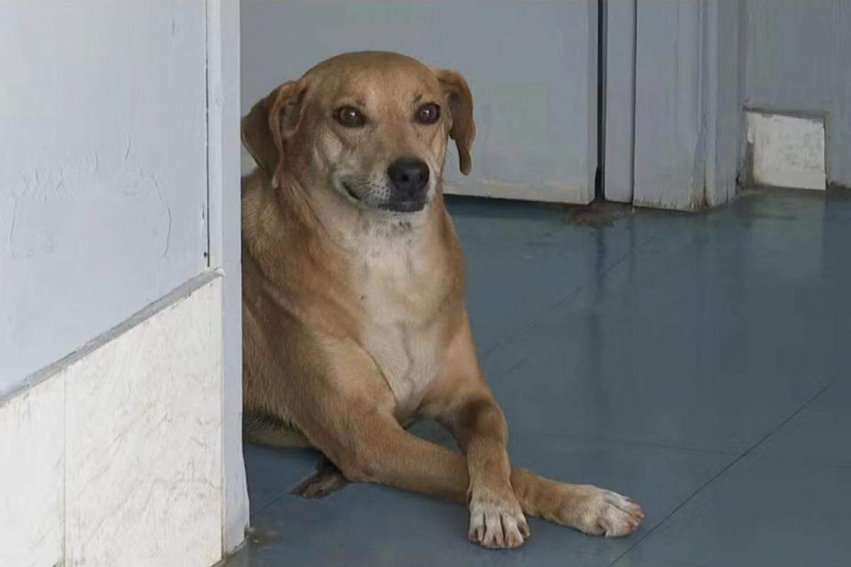 Caramelo: cãozinho fiel do hospital