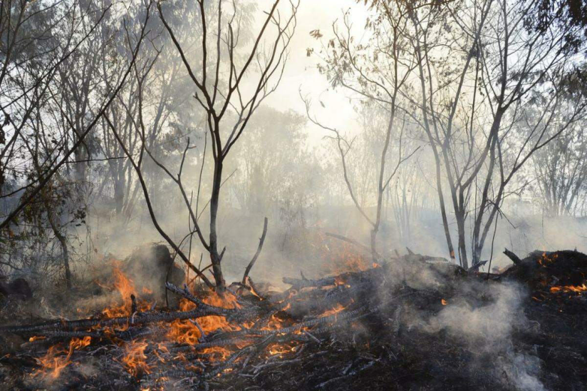 Brasil registrou mais de 5 mil focos nas últimas 24 horas.