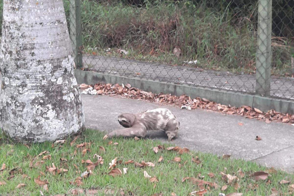 Bicho-preguiça é resgatado no Urbanova