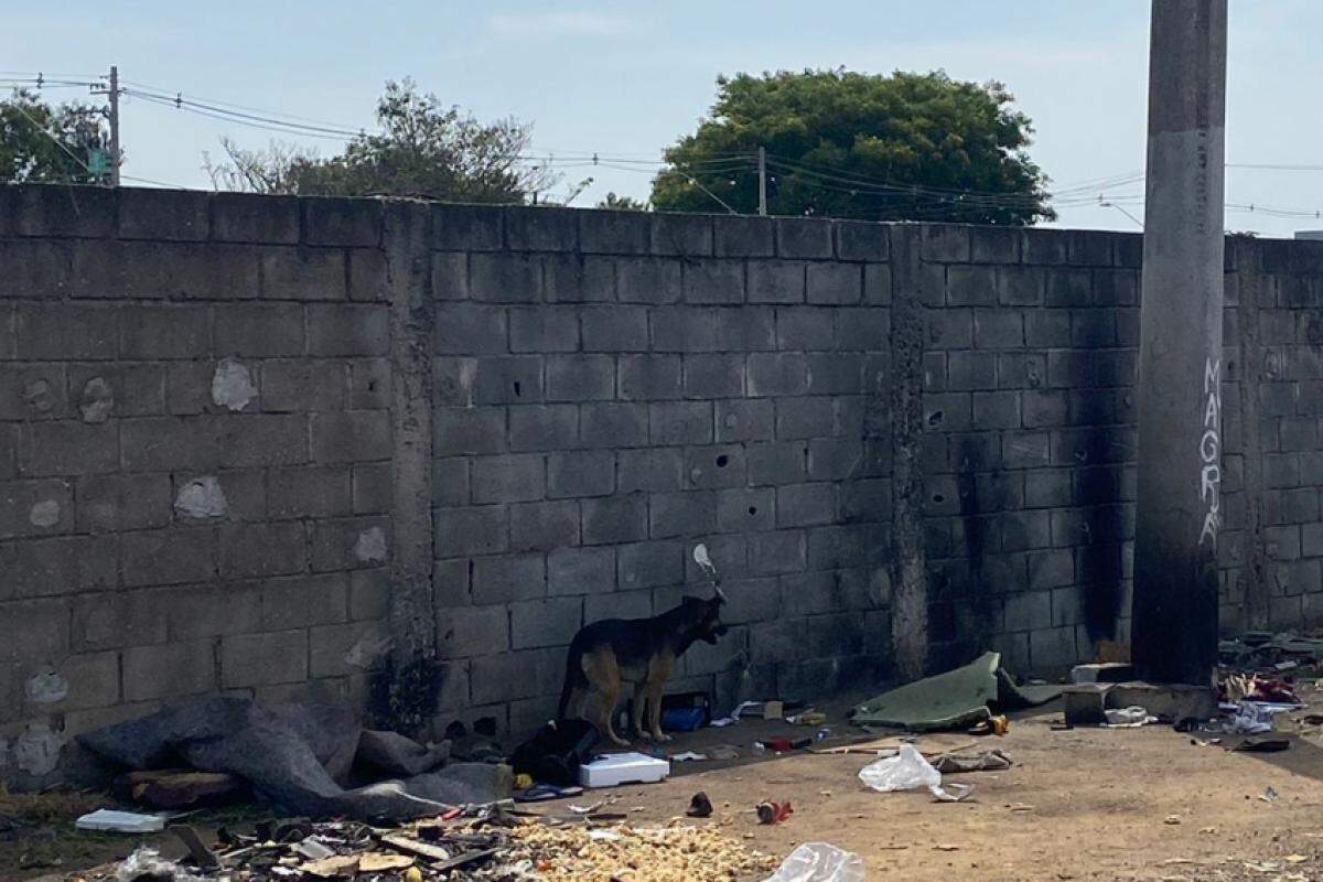 Cão à espera do dono na zona sul