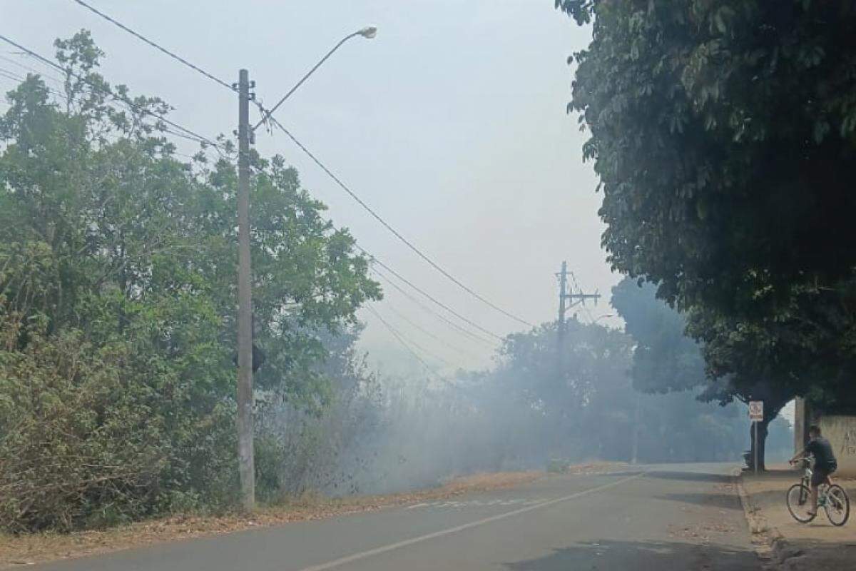 Região de mata às margens da Rua Pedro Silveira