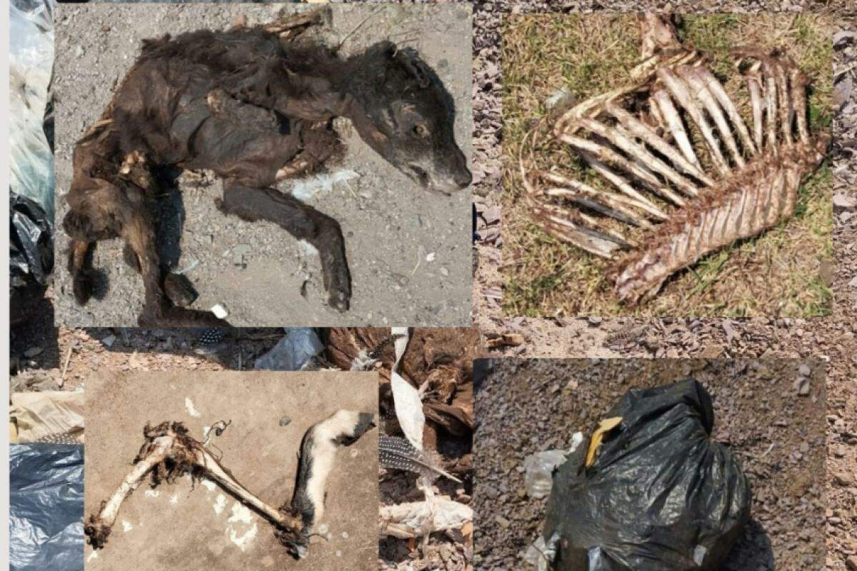 Cães, gatos, cabras, bodes e galinhas foram encontrados mortos no local 