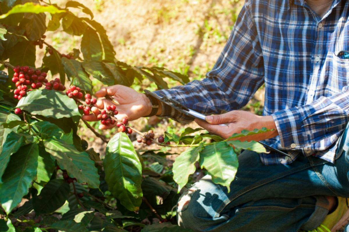 Evento reúne produtores e especialistas e terá degustação de cafés especiais