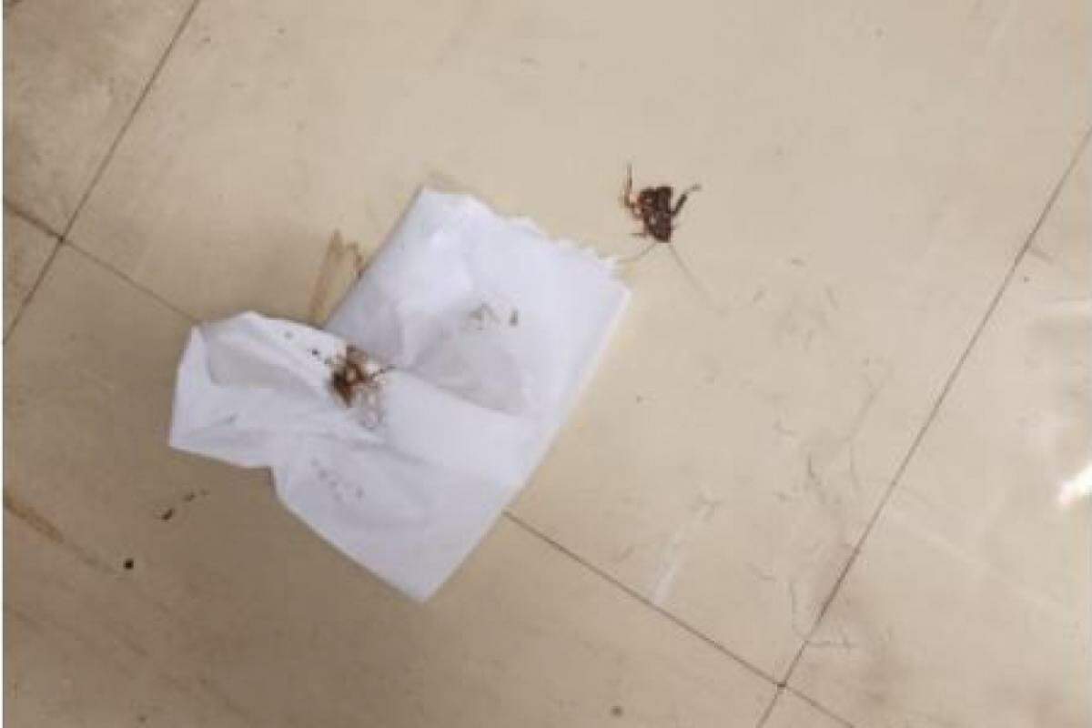 Thaina flagrou insetos como barata e aranha no quarto em que está internada após o parto