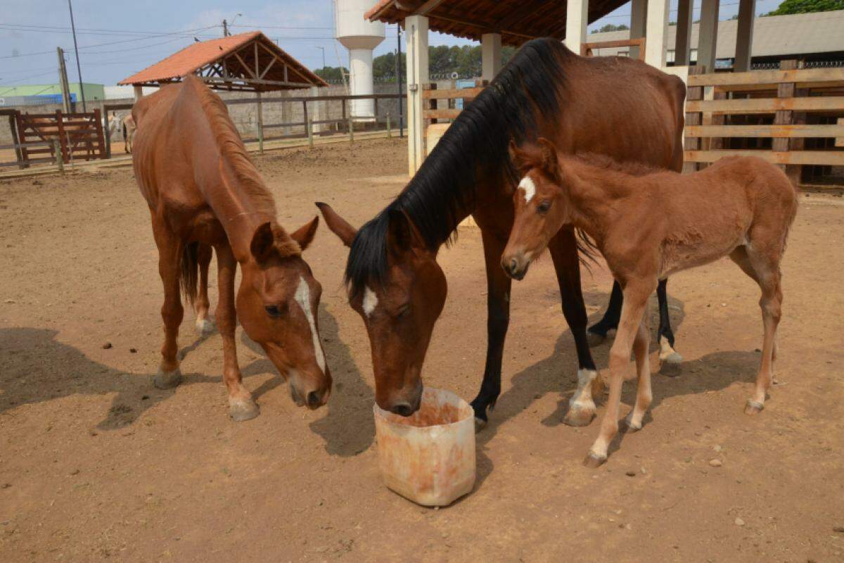 Animais de grande porte são leiloados 