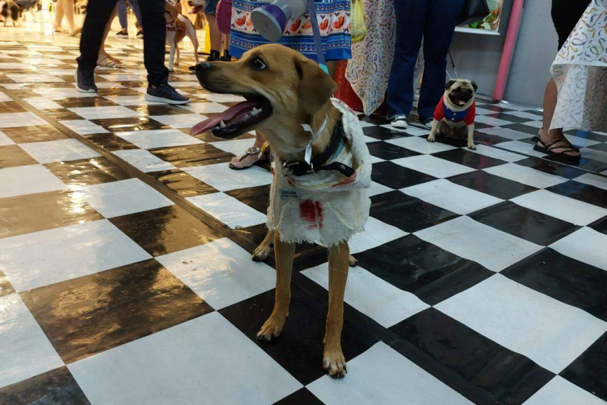 Os animais são convidados a irem fantasiados