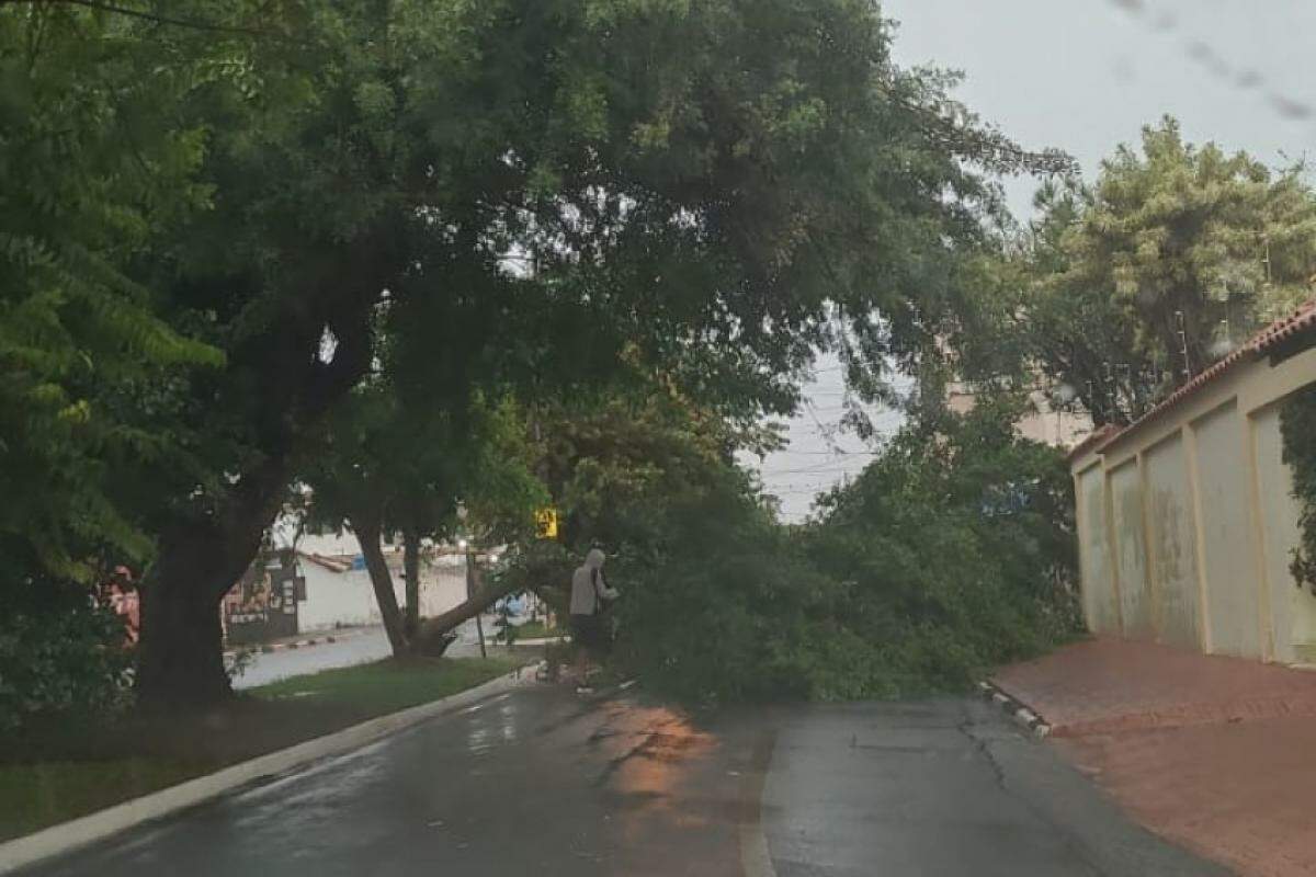 Árvore caída na avenida Elisa Verzola Gosuen