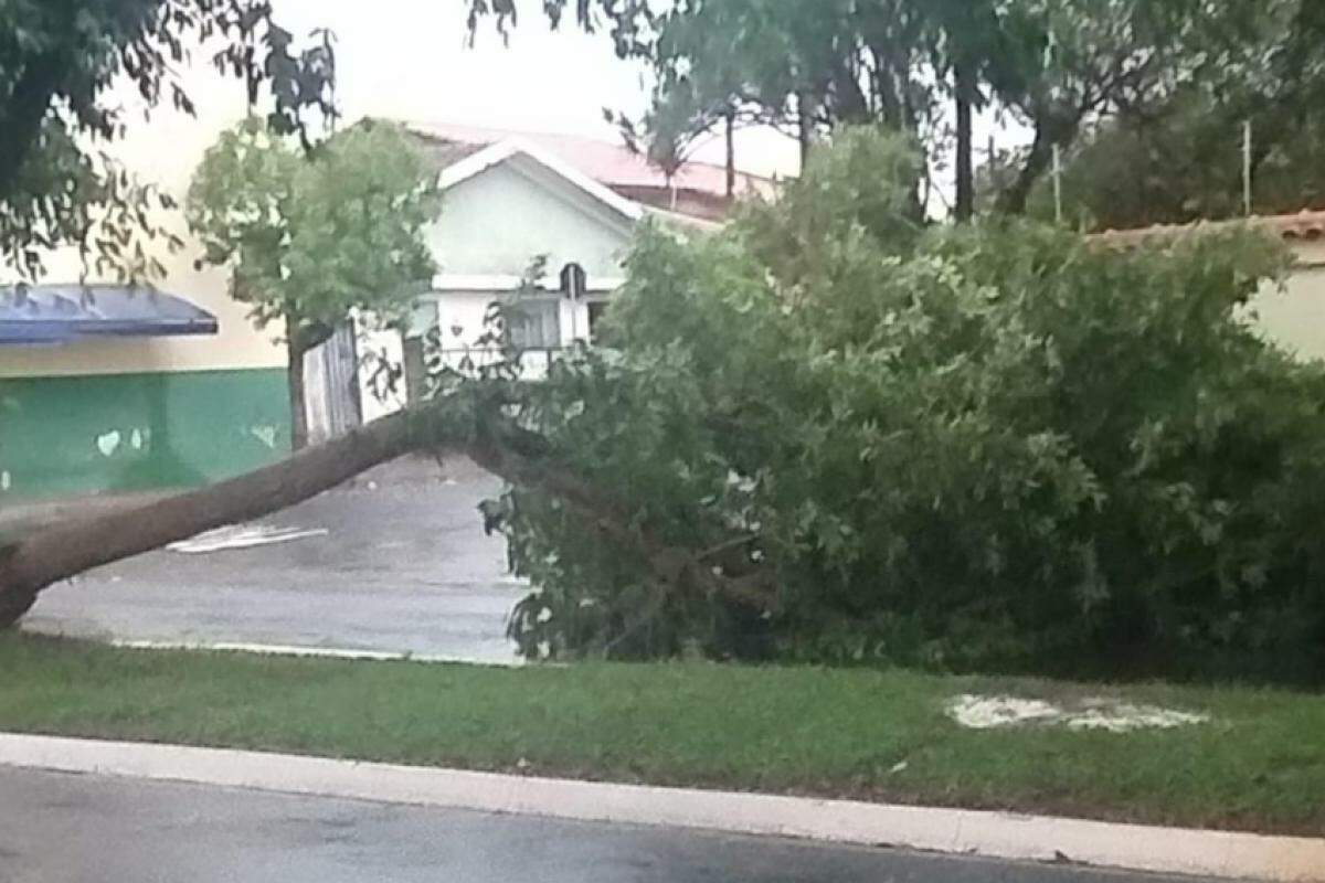 Temporal derrubou árvore na avenida Elisa Verzola Gosuen, na tarde deste sábado