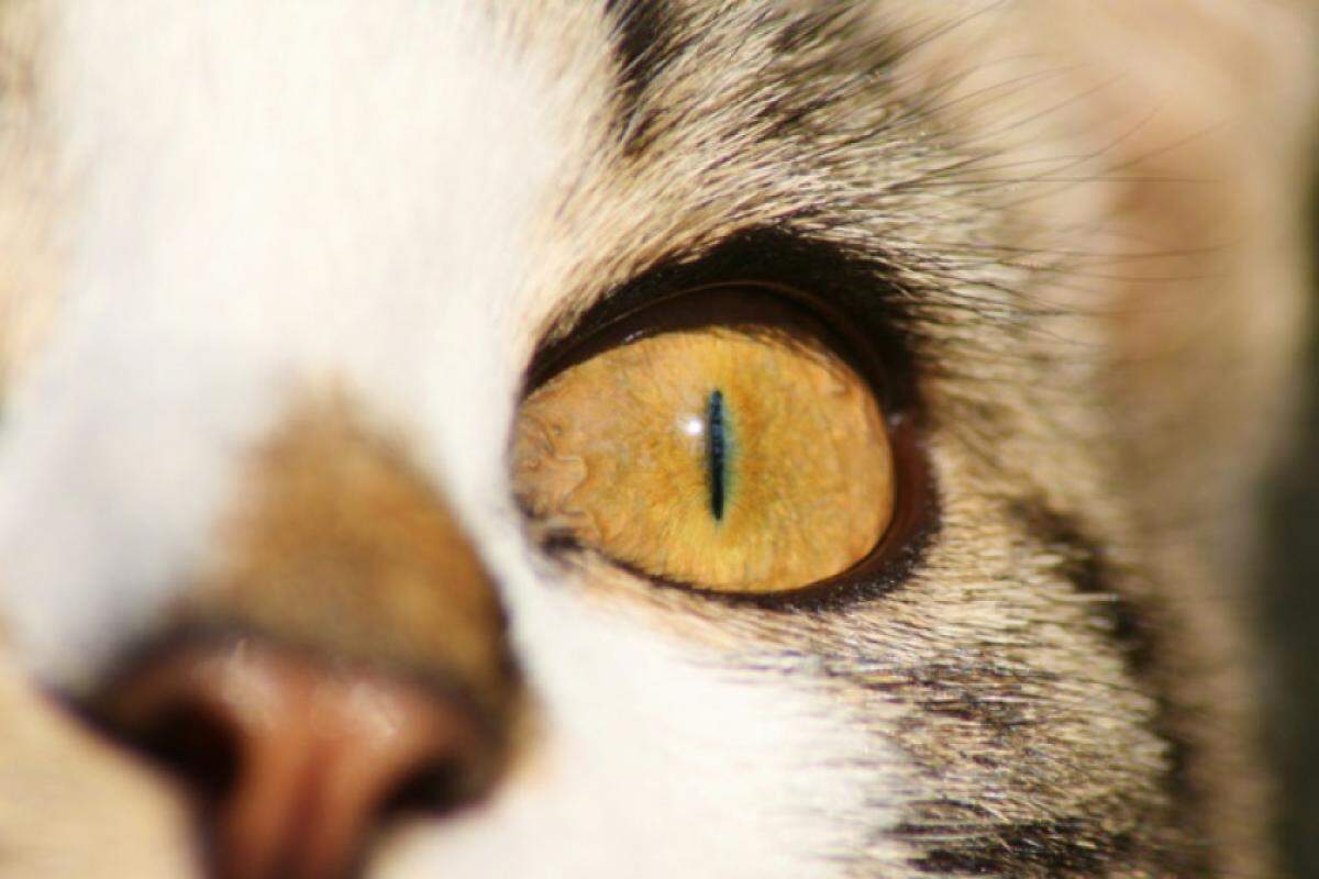 Gatinho teria sido morto em uma prensa