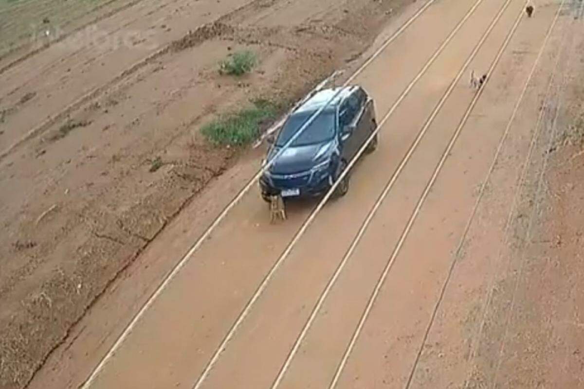 Momento em que o motorista atinge o cachorrinho Gordo