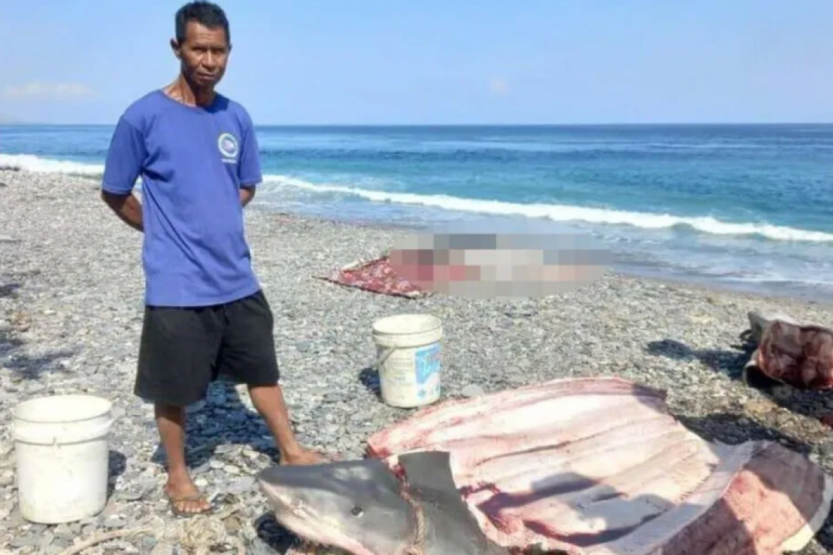 Um pescador no Timor Leste pegou o tubarão no domingo (6) e estripou sua barriga.