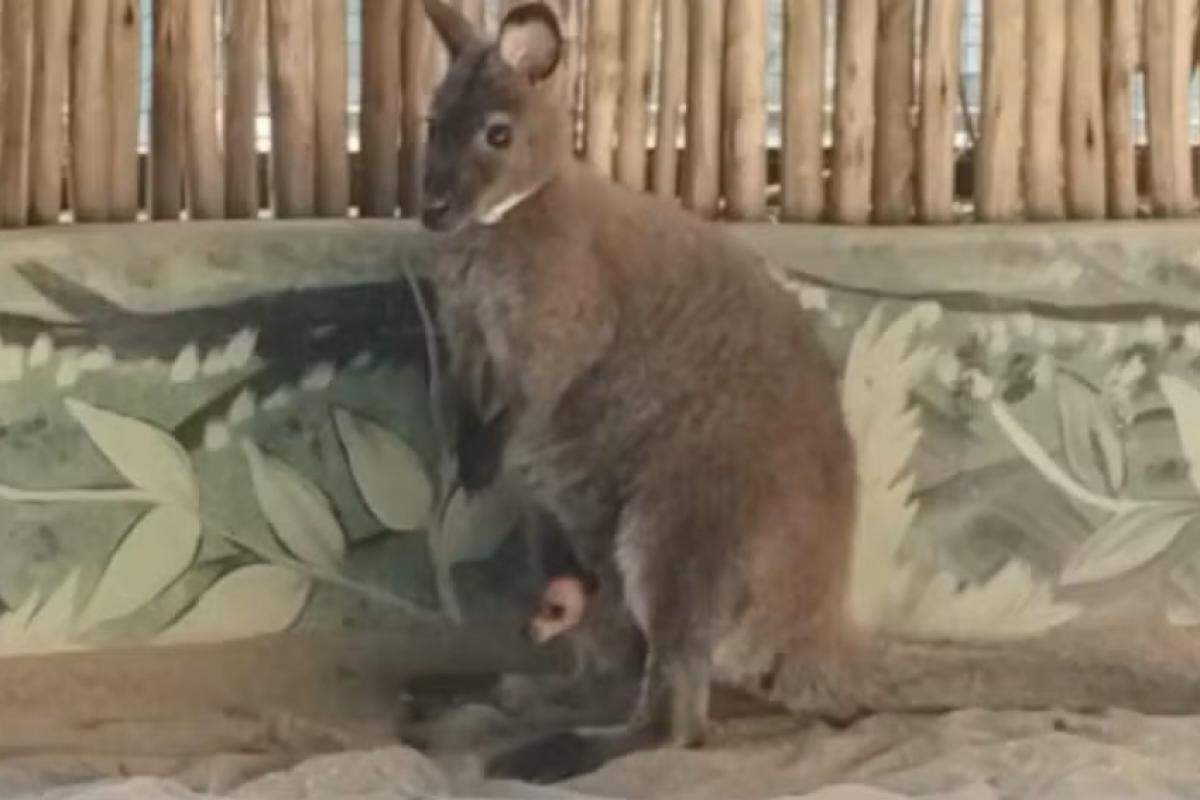 Canguru apareceu na bolsa da mãe