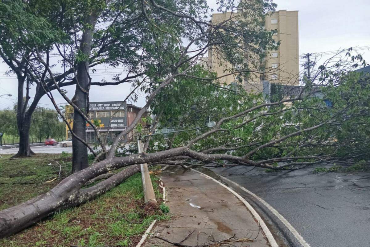 Árvore e poste caídos na rotatória da av. Alonso y Alonso