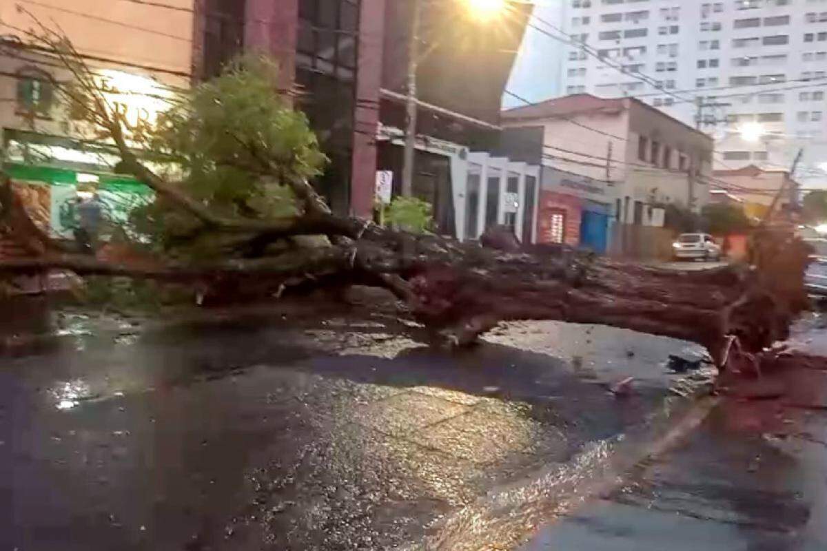 Na última sexta-feira (11), árvore de grande porte caiu sobre a rua na quadra 9 da rua Antônio Alves, no Centro de Bauru