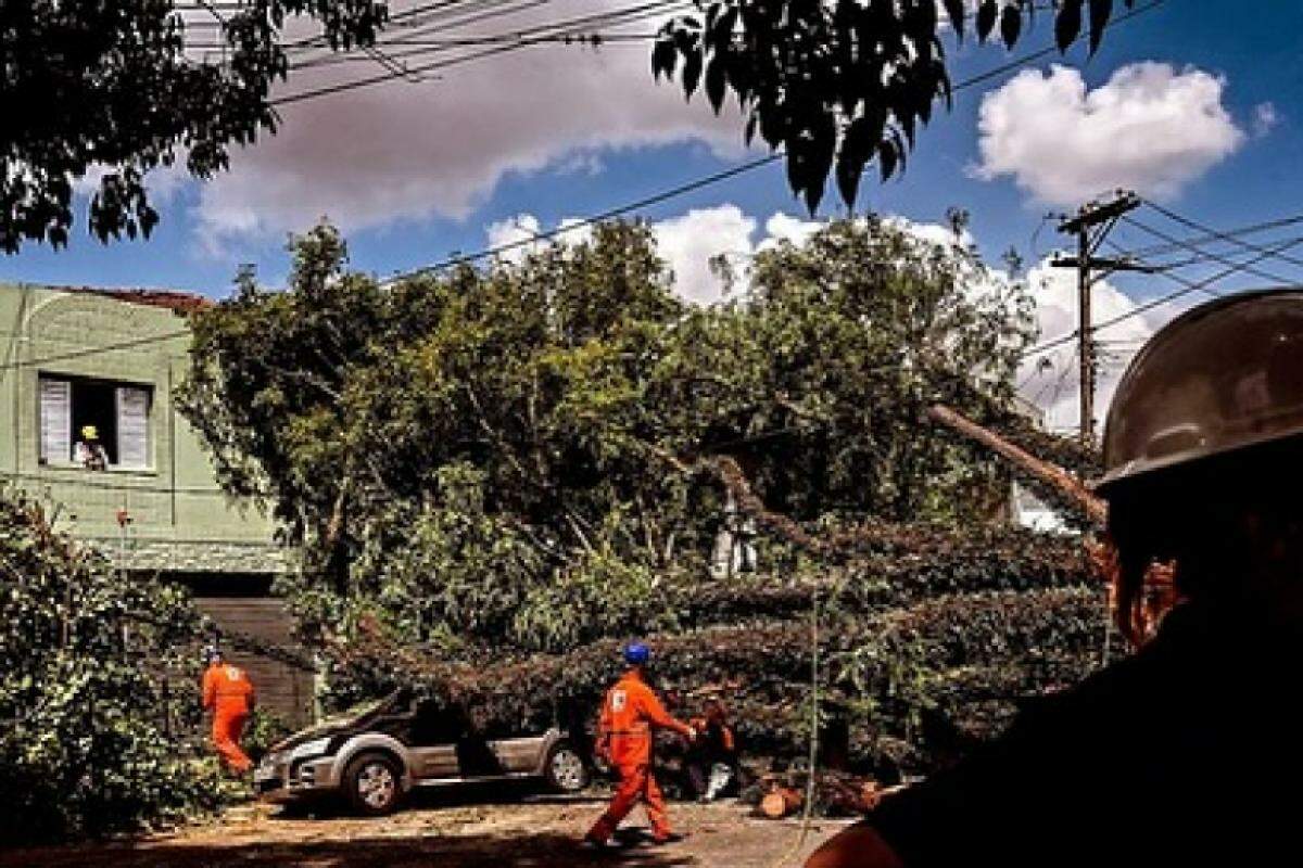 Ao menos 380 árvores caíram na noite da sexta-feira 11 de outubro em São Paulo.